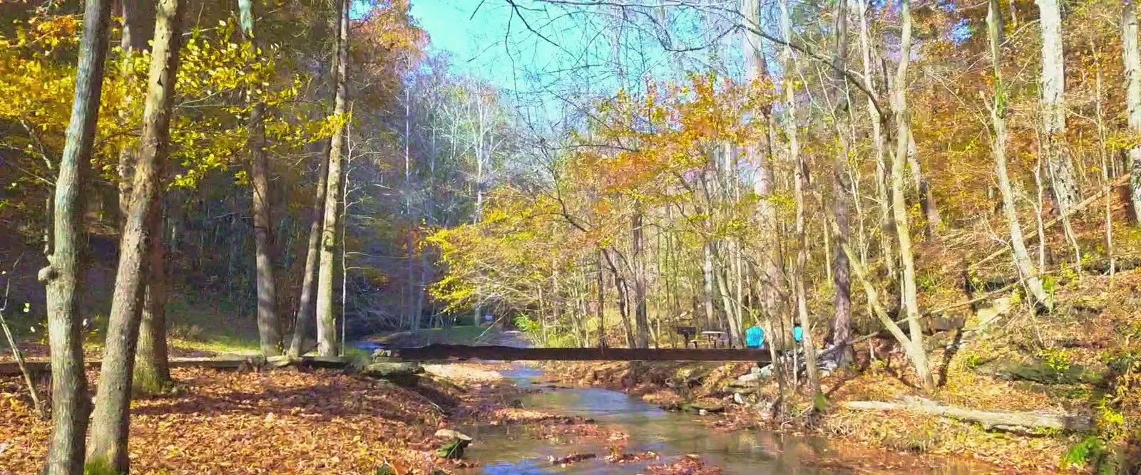 The creek running through autumn woods below the falls, a fallen-log bridge spanning it